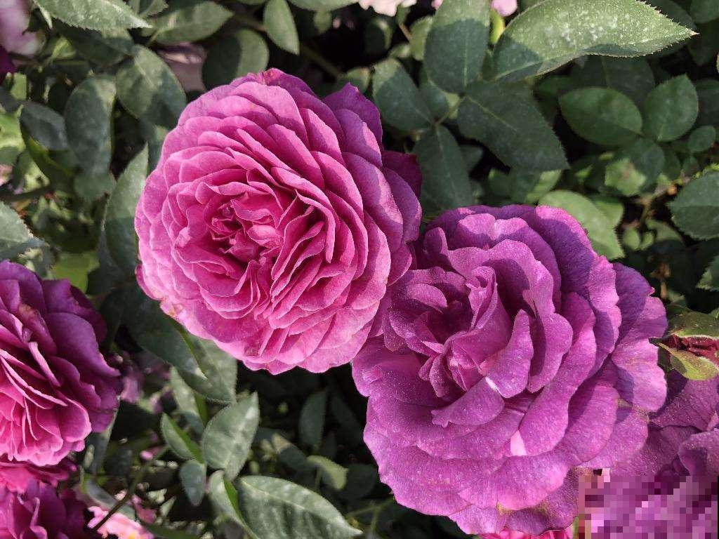 4种花卉爱酸水，两个月不给酸，绿叶变枯叶