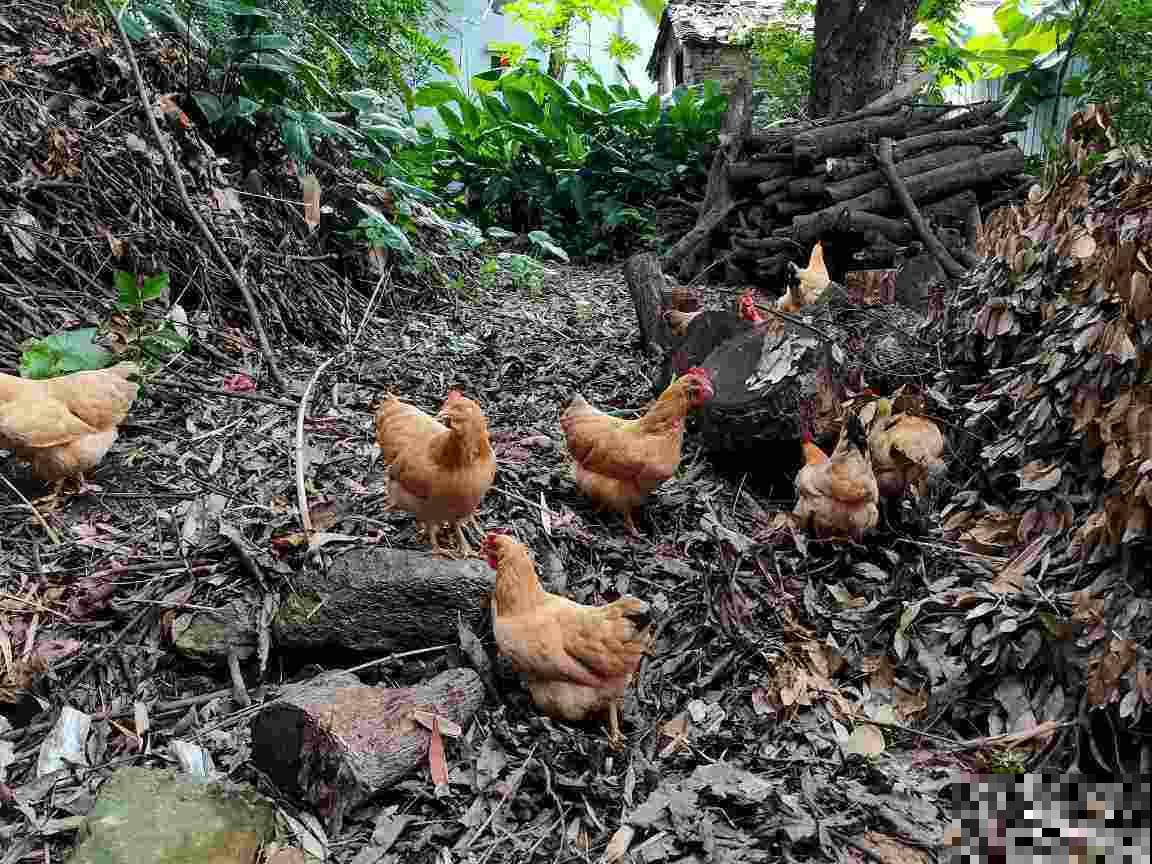 2种“垃圾”没人愿意碰，却是养花好肥料，养花少不了