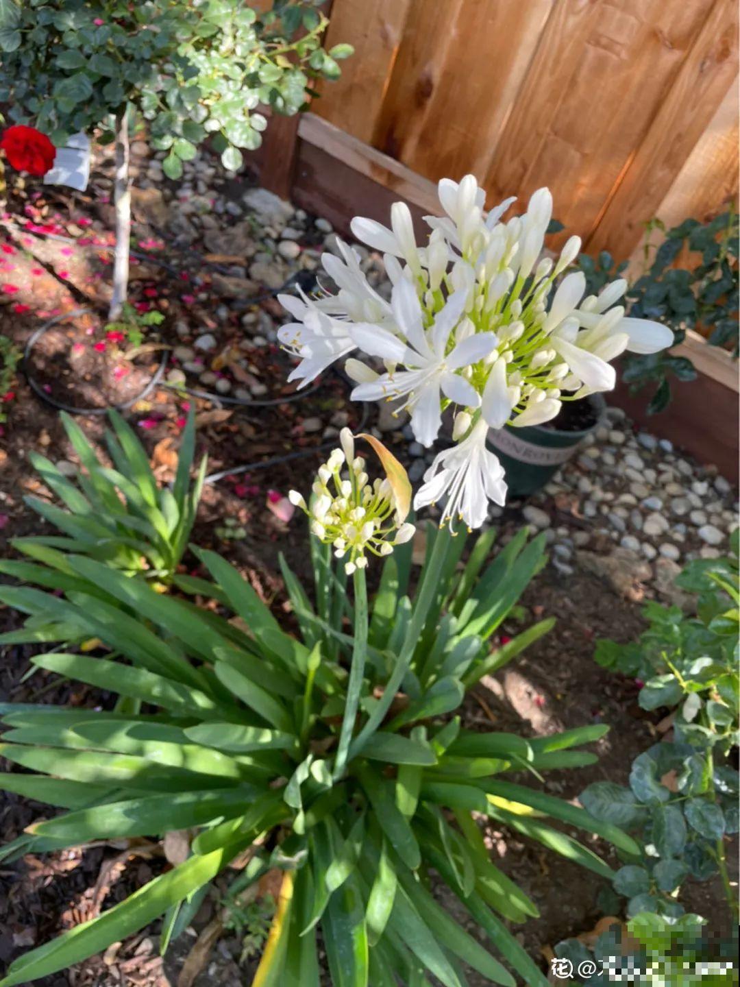 不良商贩真缺德，高价卖假货，不少人都上当