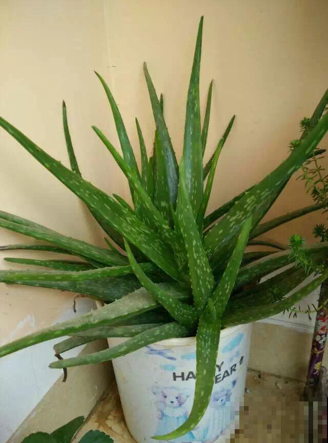 1种绿植被称作“家庭小药箱”,净化空气效果好,养人养身心 1种绿植被称作“家庭小药箱”,净化空气效果好,养人养身心