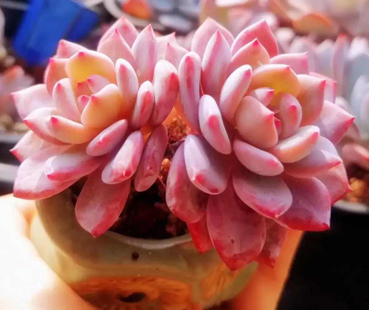 家里养了4种花,盆越小,水越少,才能长得更旺盛 家里养了4种花,盆越小,水越少,才能长得更旺盛