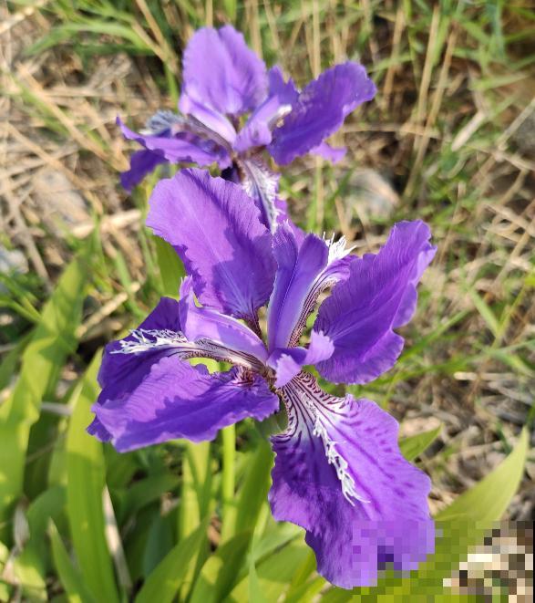 家有小孩和宠物,不要养这8种花,食用了得马上去医院 家有小孩和宠物,不要养这8种花,食用了得马上去医院