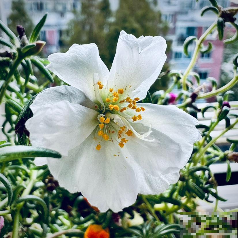 家里有个南阳台，就养这6种花，养了才知道是“真香”