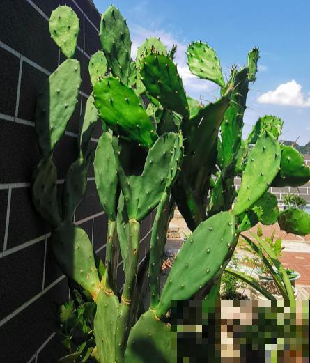 花也能镇宅,这4种镇宅花,每家都要种一棵 花也能镇宅,这4种镇宅花,每家都要种一棵