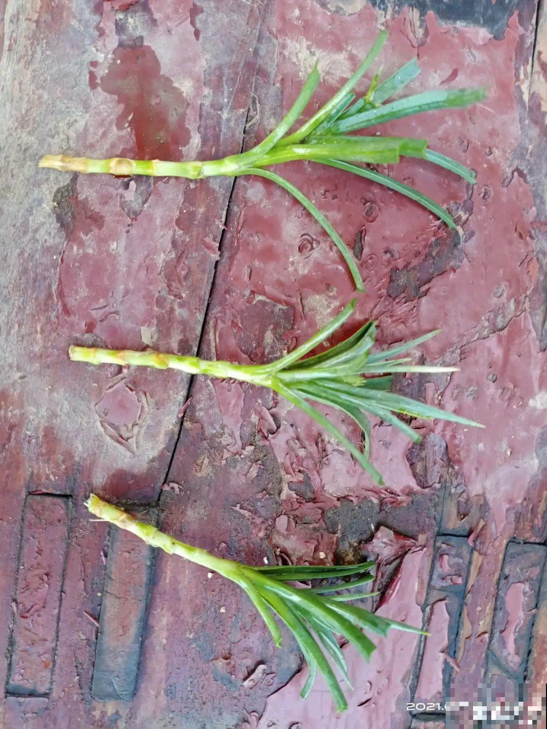 5种花,要是秋天不扦插,错过还得等1年! 5种花,要是秋天不扦插,错过还得等1年!