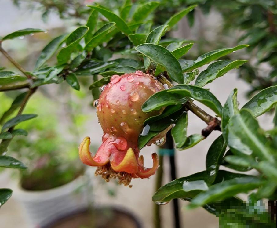 插根枝条就能活,养花不花冤枉钱,秒变家中小花园 插根枝条就能活,养花不花冤枉钱,秒变家中小花园