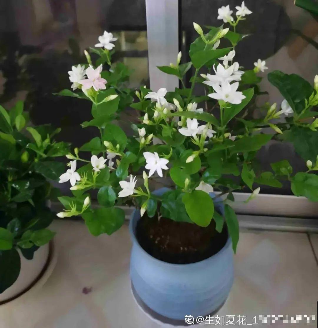 养的花一直不开花，主要是这6点做好，赶紧学起来