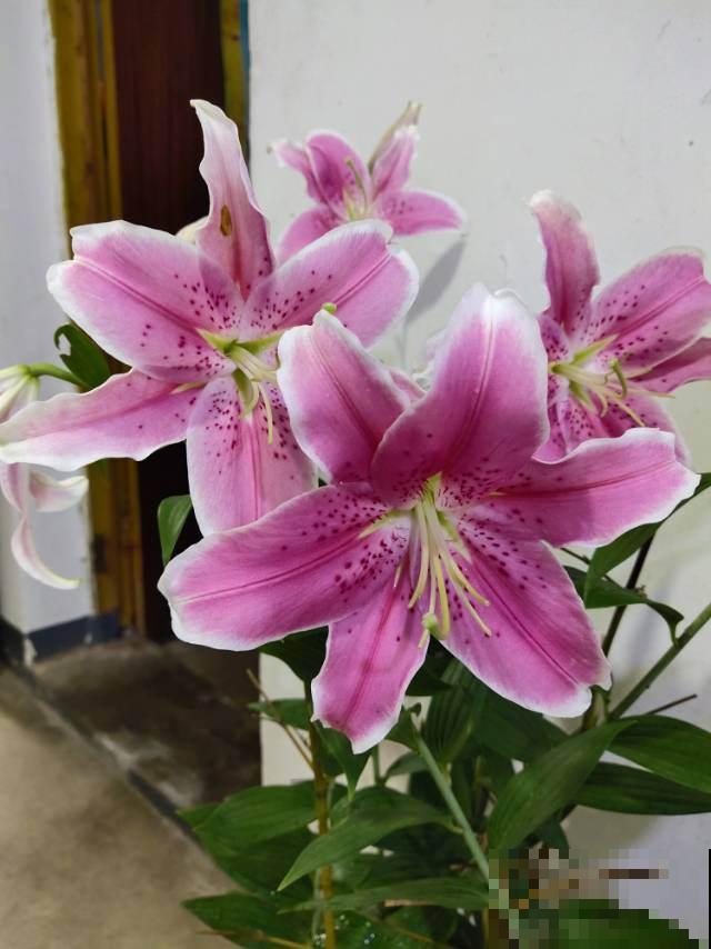 4种养人花,养在家里对身体好,很适合中老年人 4种养人花,养在家里对身体好,很适合中老年人