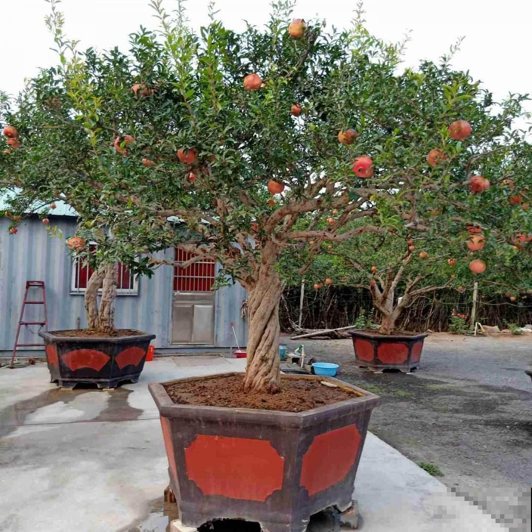4种果树特旺宅，好看好养又好吃，还都是当季水果