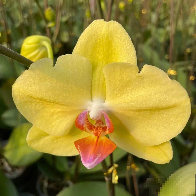 12月啦,快买“喜庆花”,能开3个月,下个月就涨价,别被 12月啦,快买“喜庆花”,能开3个月,下个月就涨价,别被