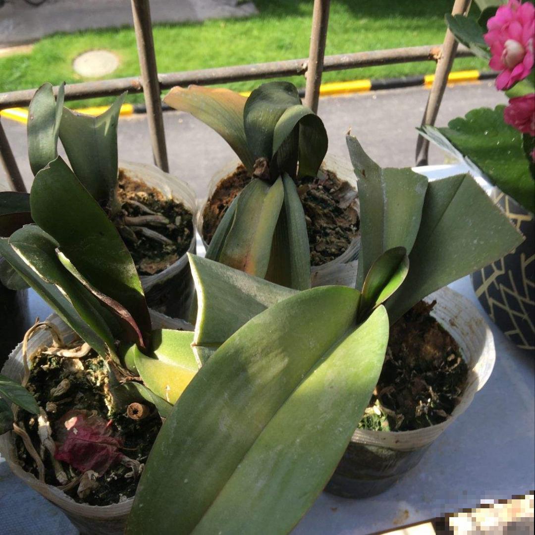 养蝴蝶兰注意4要点，叶子油亮有光泽，花朵娇艳美丽