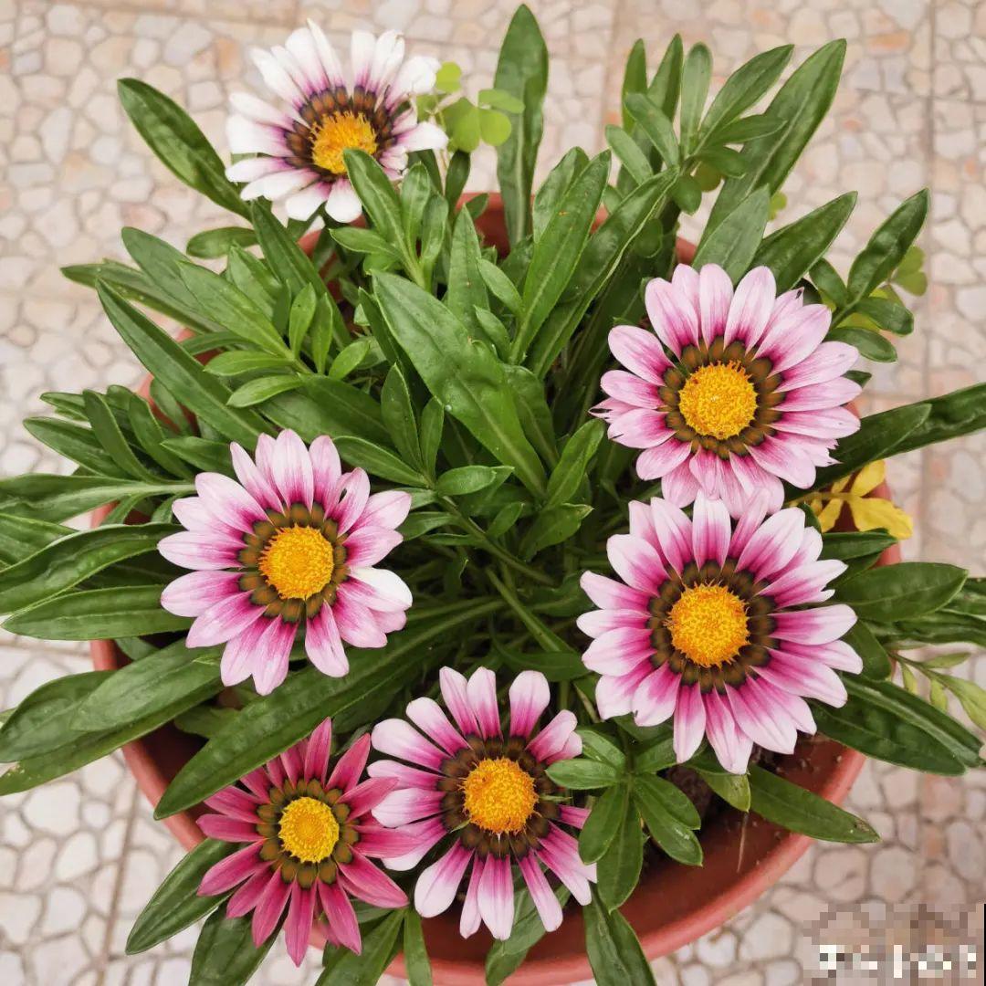 5种小清新菊花，花期长，花量大，秋天值得入手！