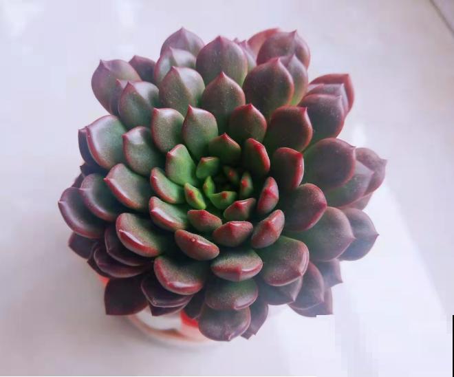 红宝石养好了，一片叶子也能变小苗，还不用操心！