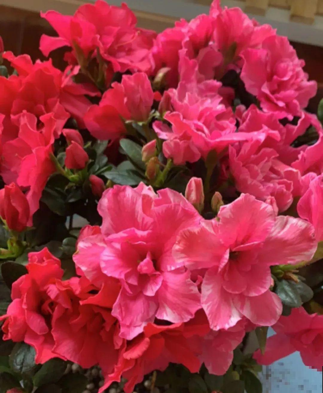 10种花，冬天别喷水，越喷越烂叶，变成光杆特丑