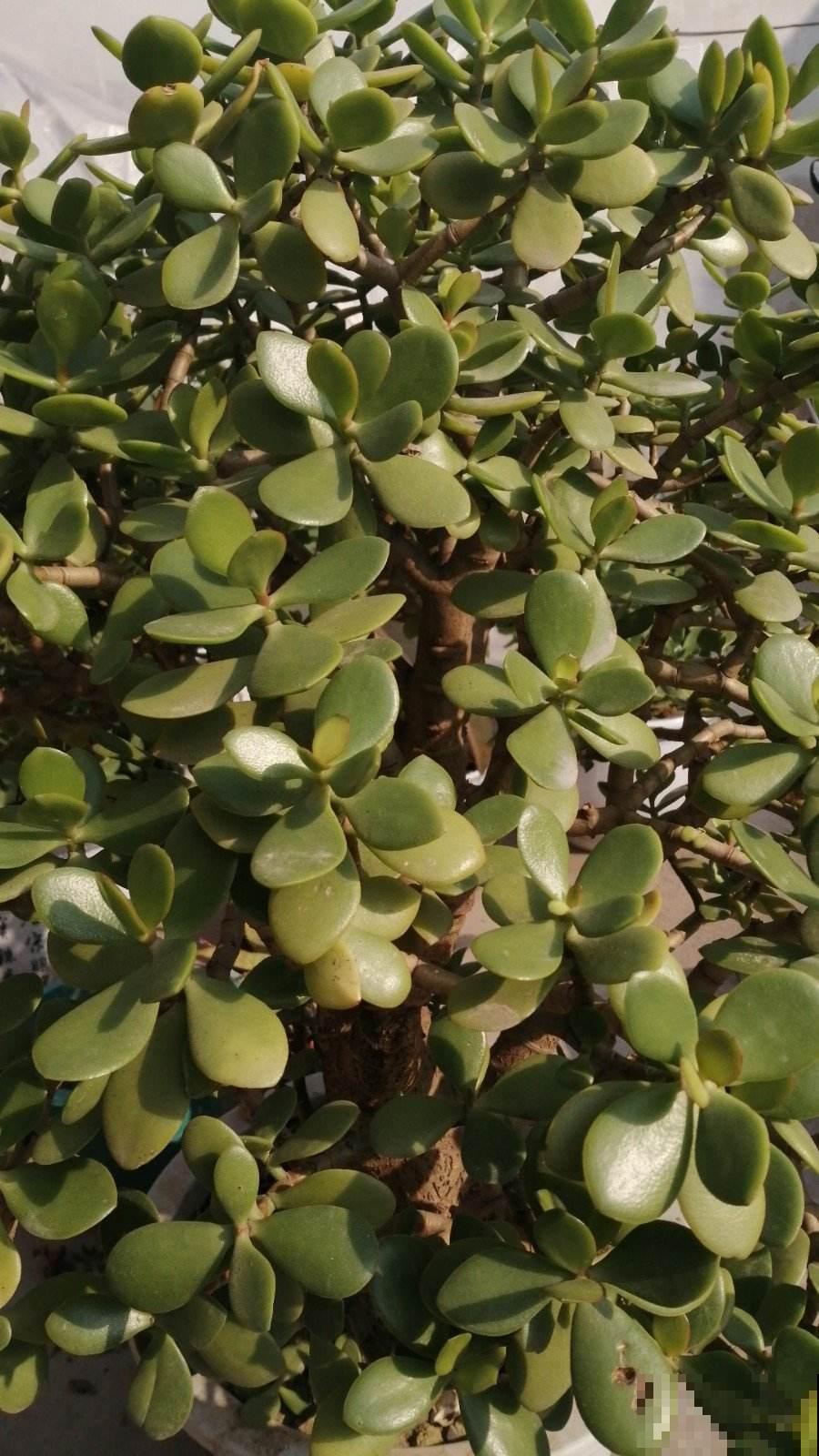 燕子掌护理关键点，别眼馋别人养的好，学会你也可以