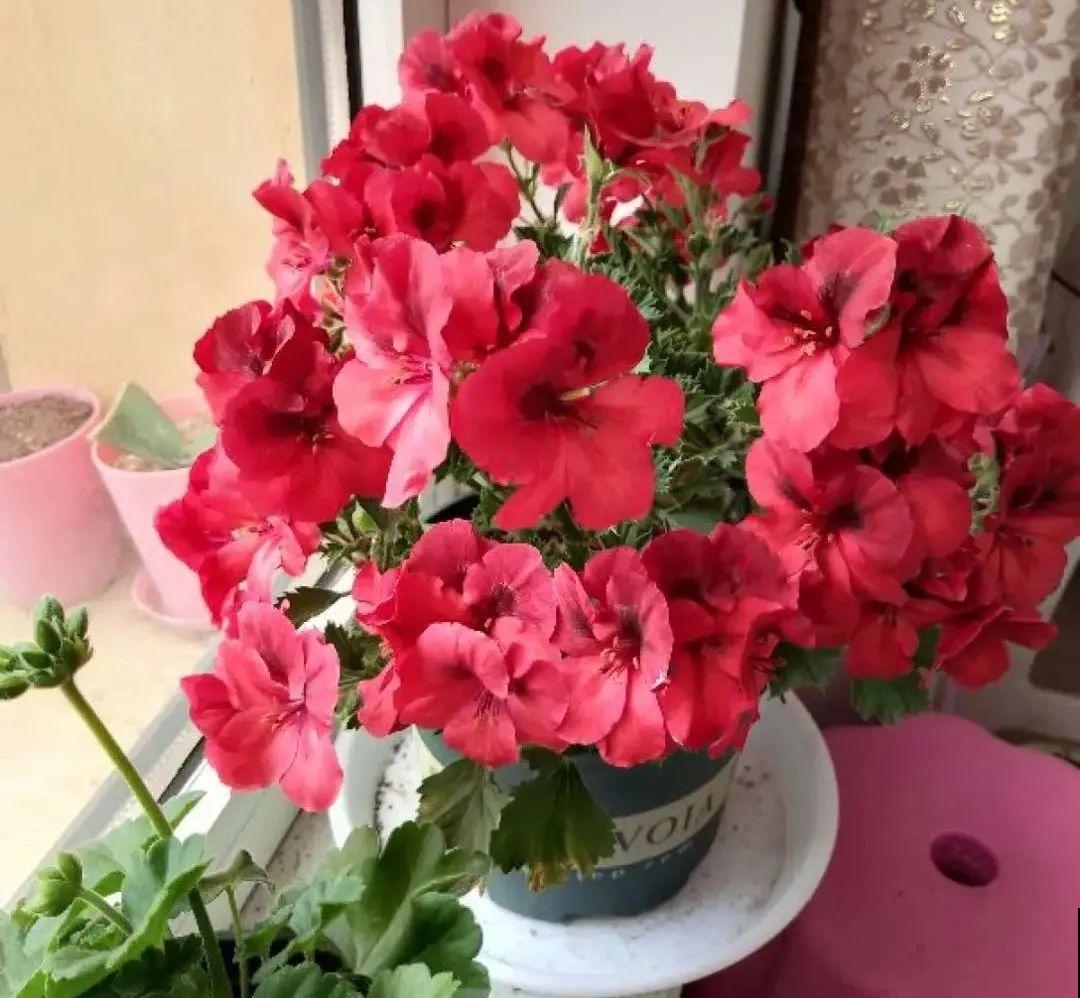 10种花得穷养，盆越小、水越少，越长得旺