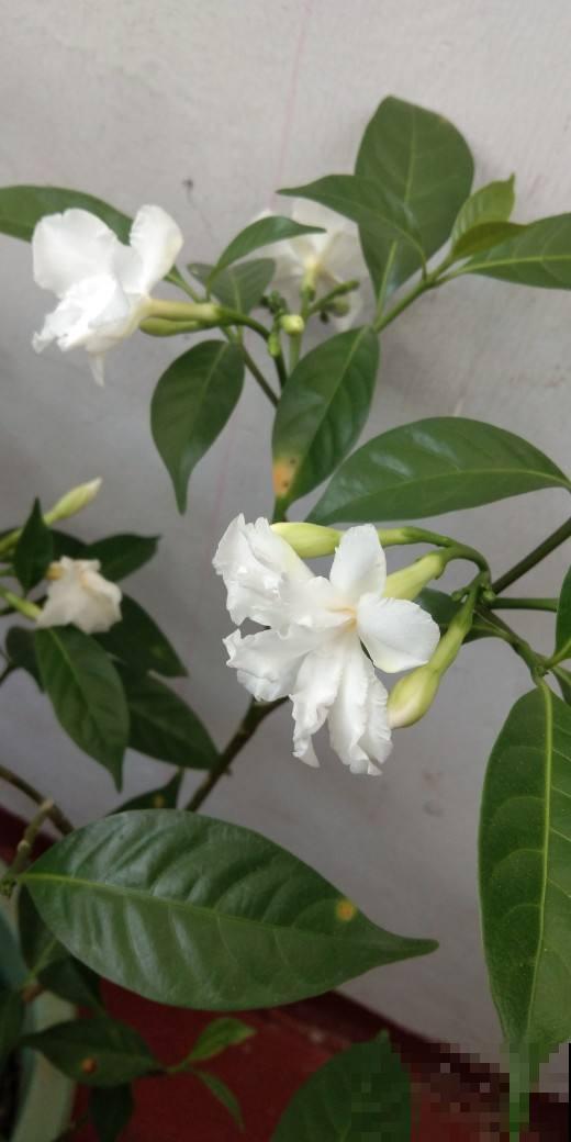 十二生肖守护花，领取你的专属好运，心想事成旺整年