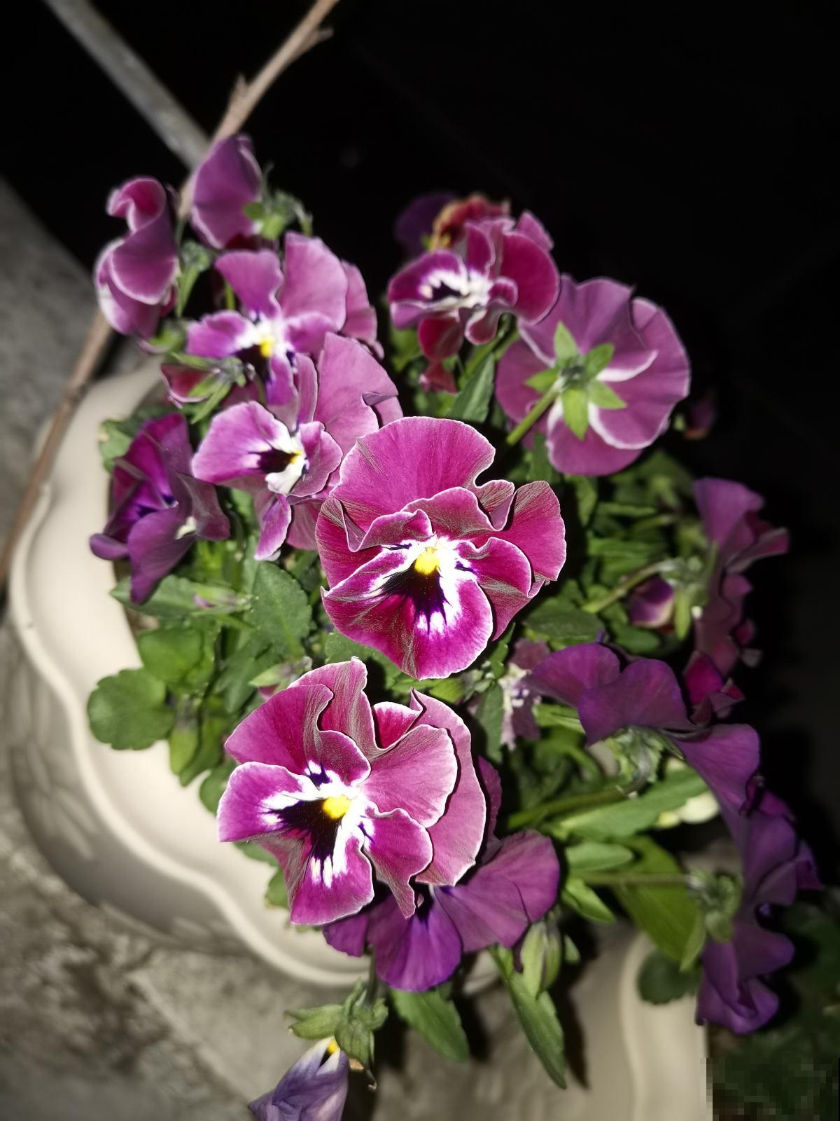 6种花是香水花，家里养1盆，满屋子香味