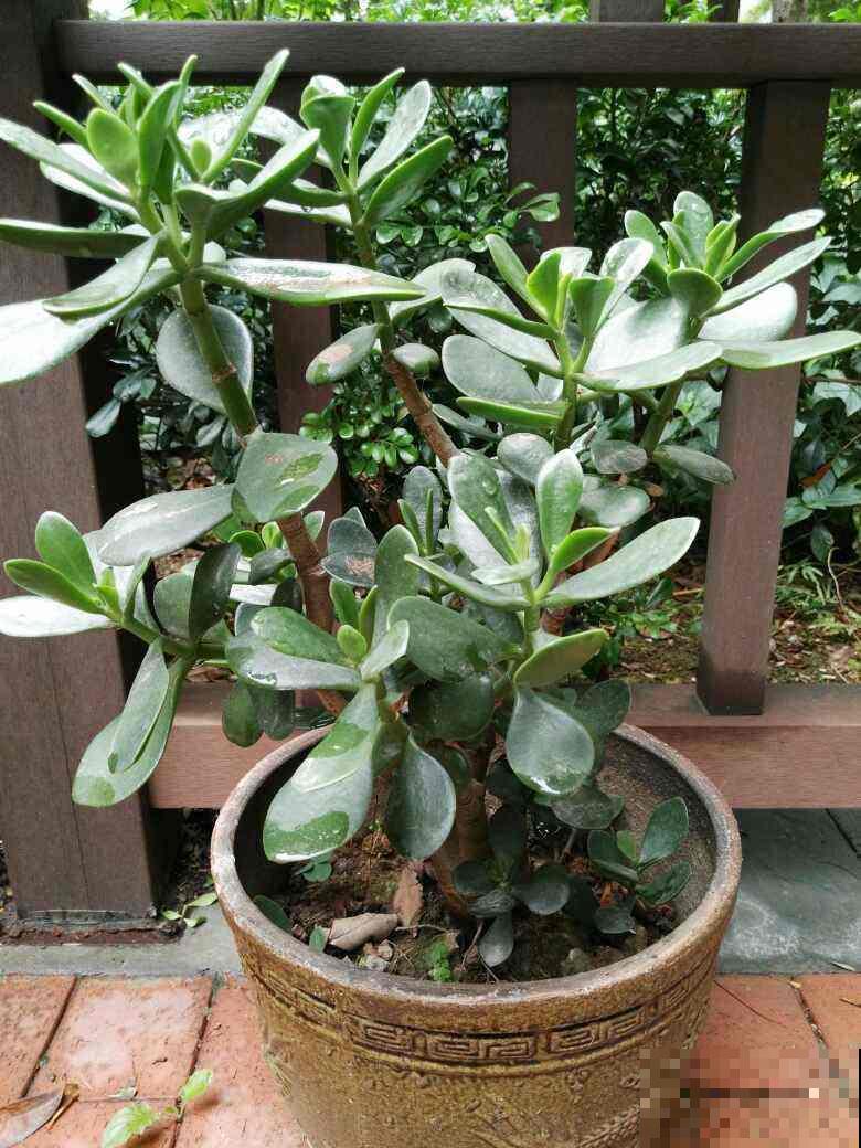 玉树养了5年，总是不开花，记住3个小窍门，开出满树“吉利花”