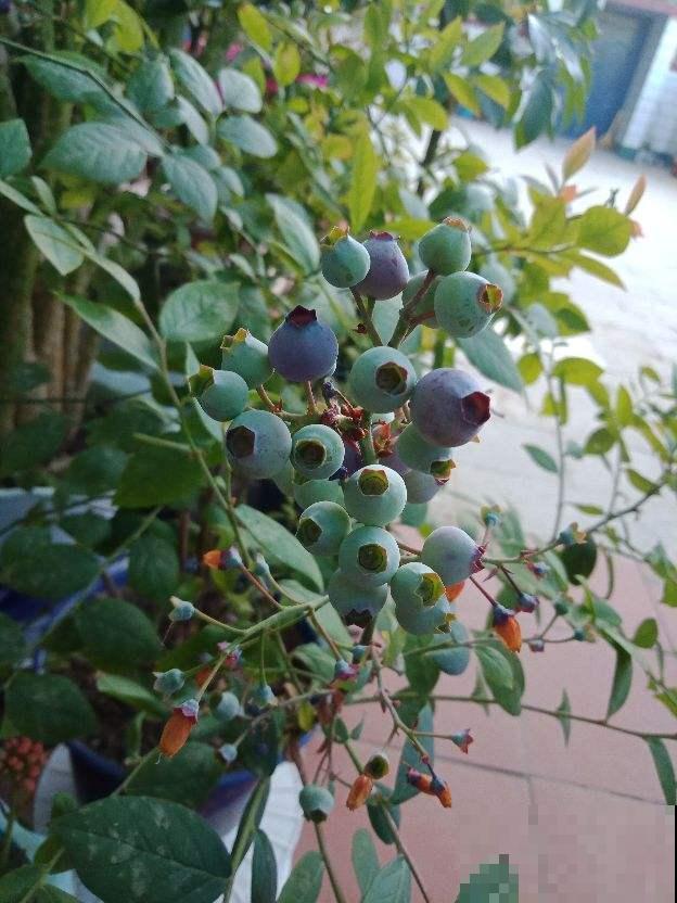 “家有果树，四季镇宅”，养盆果树，满枝结果有吉祥好兆头