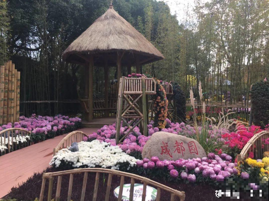 一盆菊花一万二，能开出七个颜色，真是少见