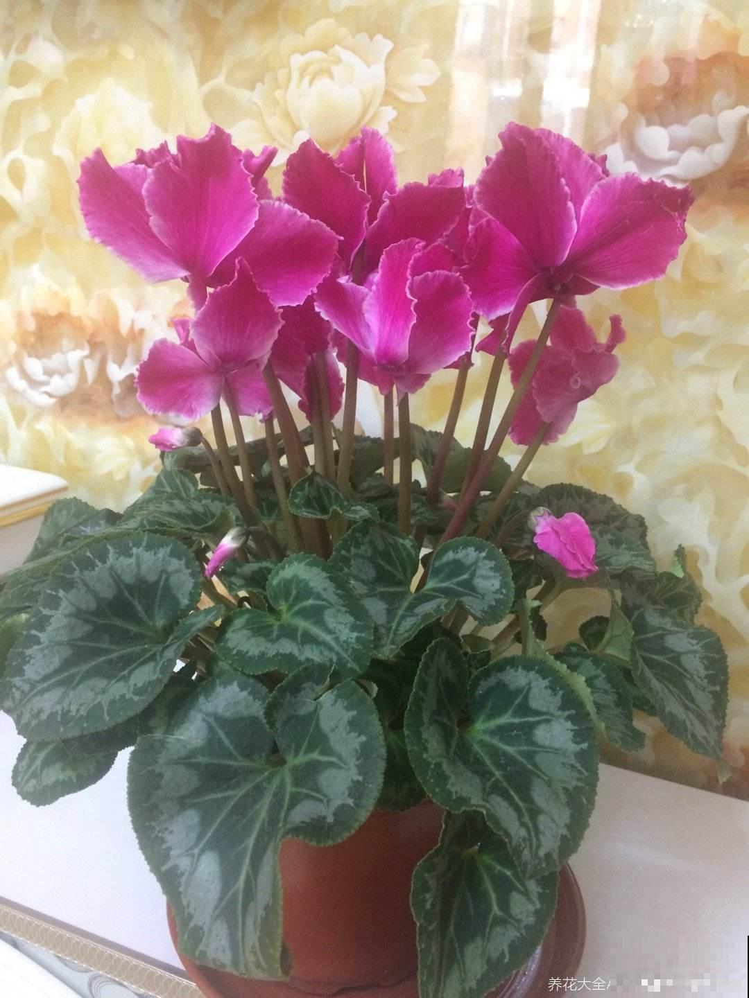 养了5年仙客来的老花匠，跟他学习后，原来爆盆秘诀这么简单