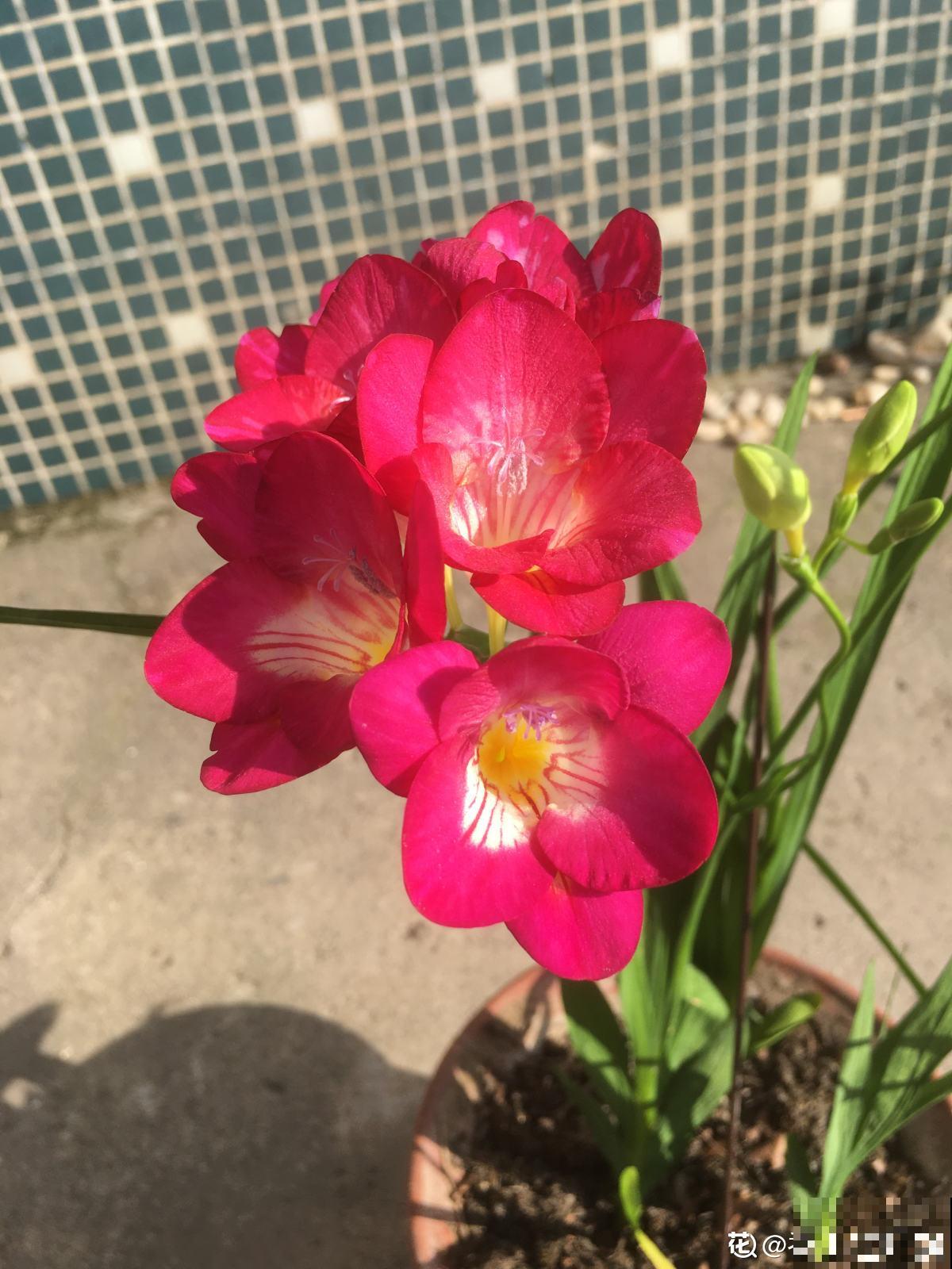 秋冬季缺不了的9种花，南北方都能养，现在准备不算迟