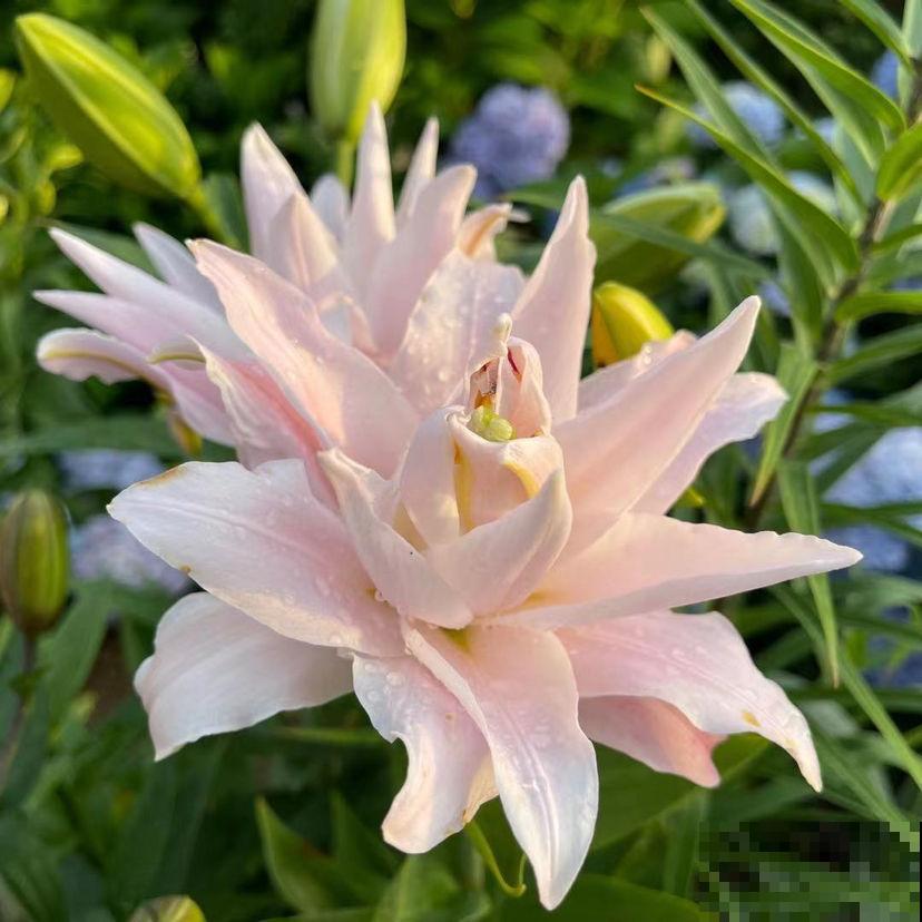 6种结婚用的手捧花,为了自己心爱的人,也要浪漫一回 6种结婚用的手捧花,为了自己心爱的人,也要浪漫一回