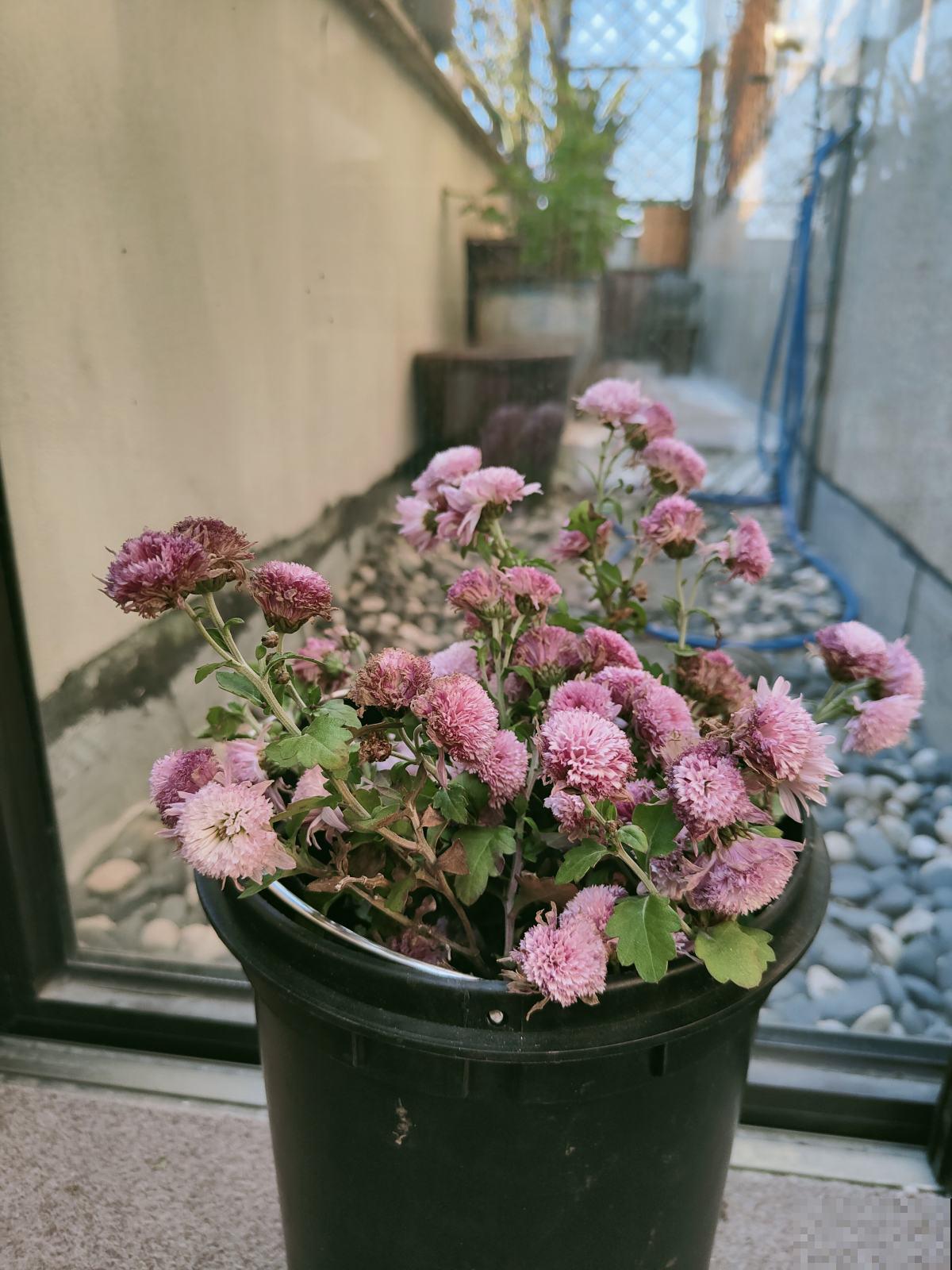 封闭阳台想爆花，养4种“爆花机器”，剪一岔开一茬，摁都摁不住