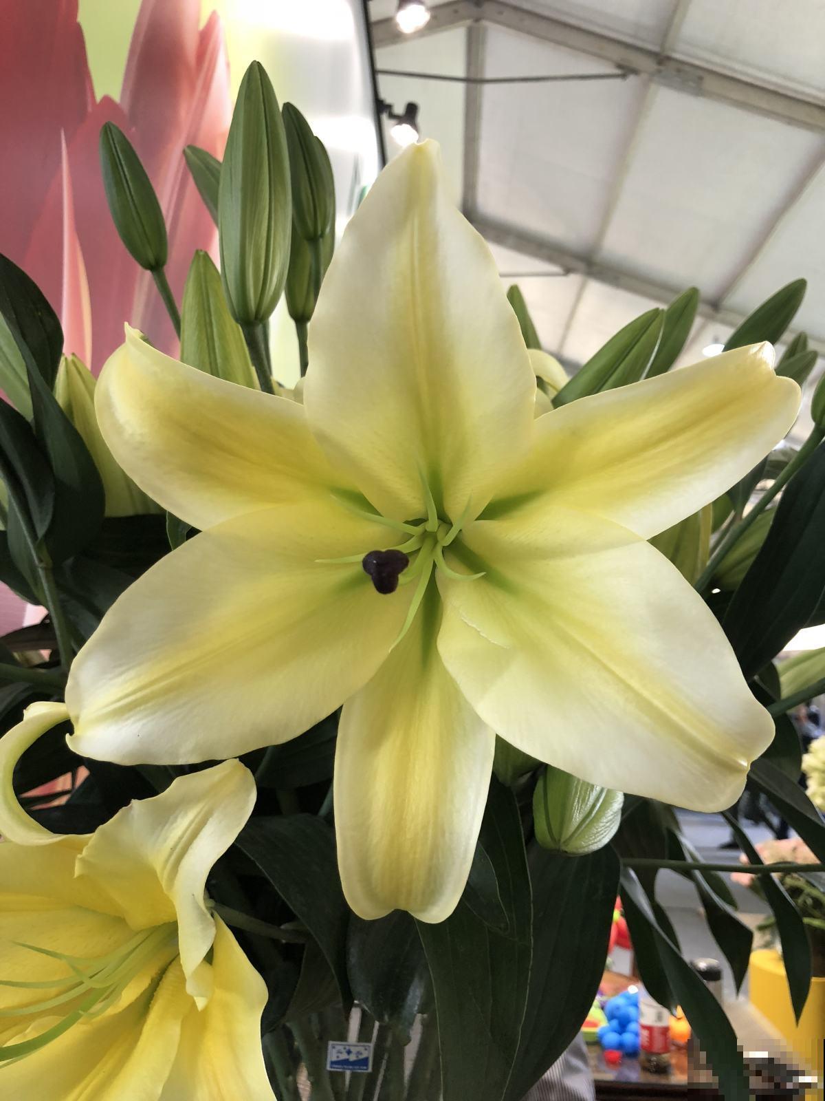 植物叶片出现窟窿，千万不能忽视，这是植物生病的前兆