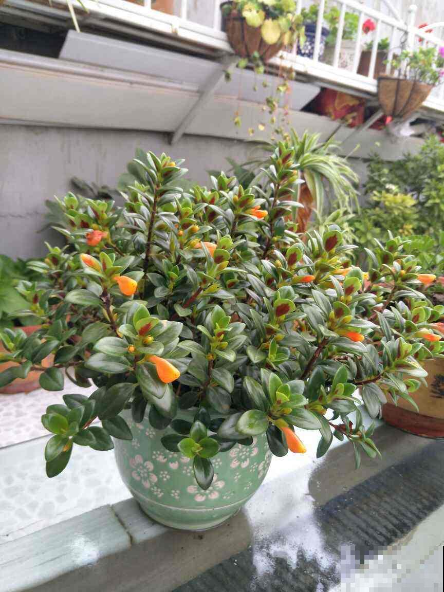 1种吊兰，长得像金鱼，养护只需5个步骤