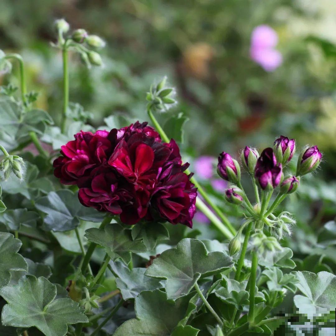 开花超美的“垂吊花”,花朵肥美硕大花期长,美成一面小花墙 开花超美的“垂吊花”,花朵肥美硕大花期长,美成一面小花墙
