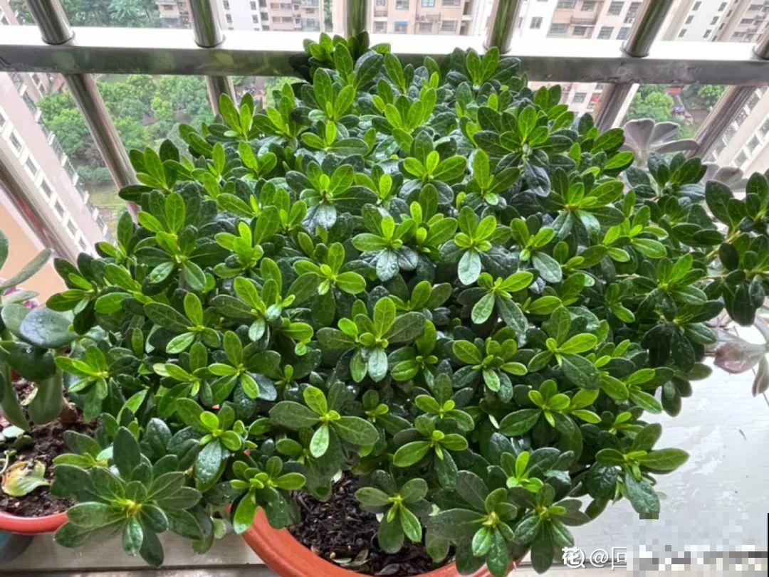 现在给花上秋肥，杆子粗、叶子密，不然冬天都冻死