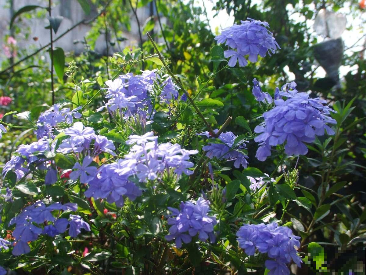 羡慕有个院子能养花？不仅身累还心累，真正经历了才知道一地鸡毛