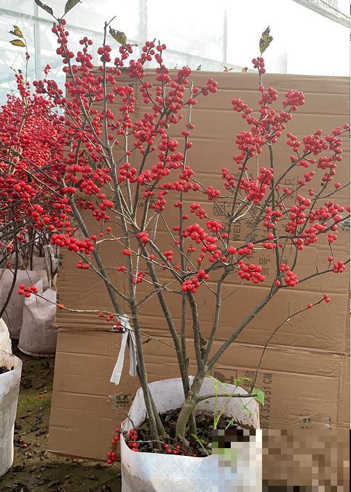 -30℃都不怕的“富贵树”,天越冷、果子越红,一挂就是大半年 -30℃都不怕的“富贵树”,天越冷、果子越红,一挂就是大半年