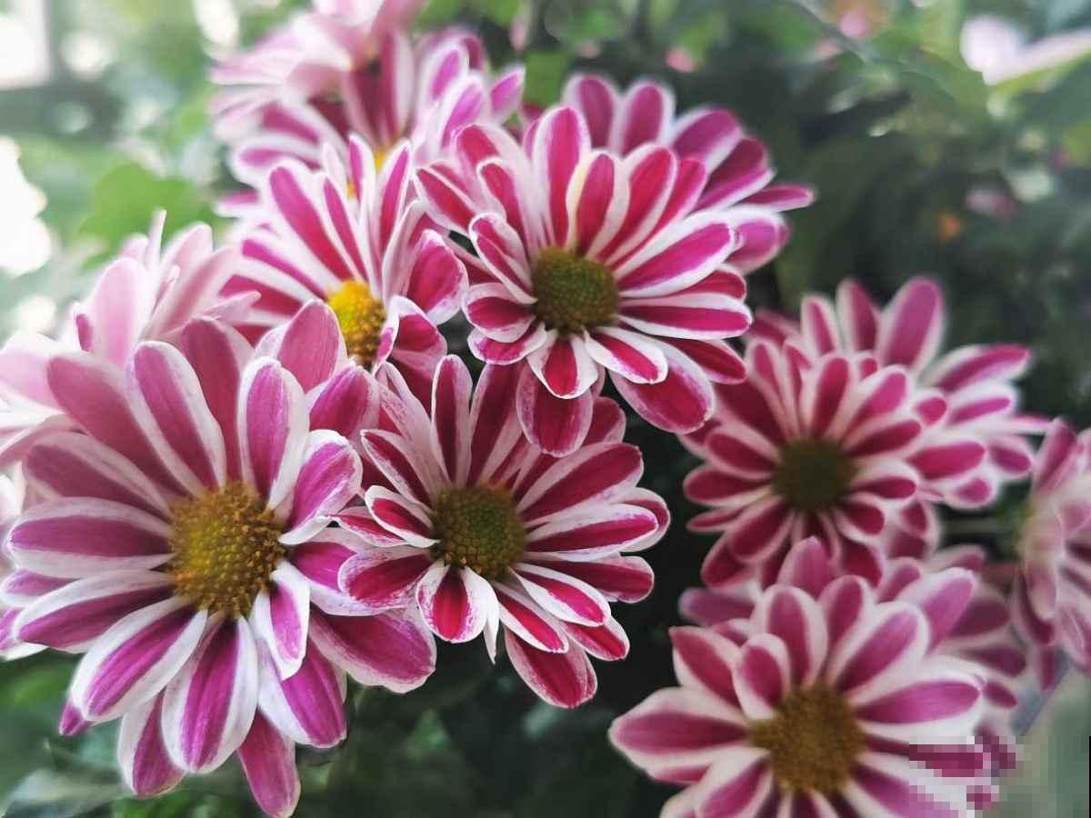 养花之后我变了,整天喜欢“捡垃圾”,还当成宝贝爱不释手 养花之后我变了,整天喜欢“捡垃圾”,还当成宝贝爱不释手