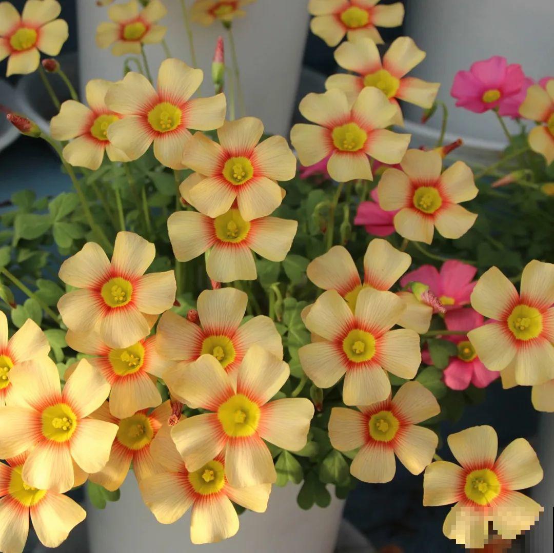 1种小草花名叫酢浆草，花量大，花期长，一盆还能变多盆