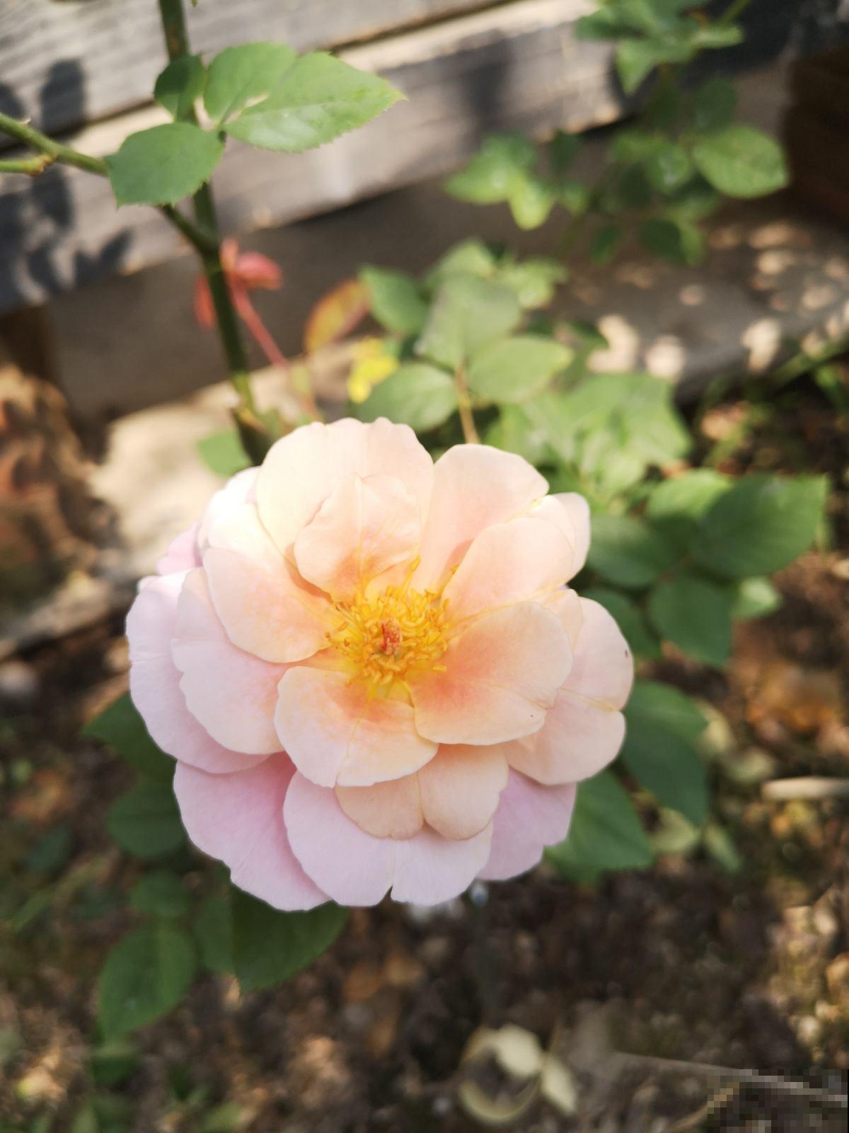 秋天常见的60种花，最全花卉图谱，收藏起来慢慢看