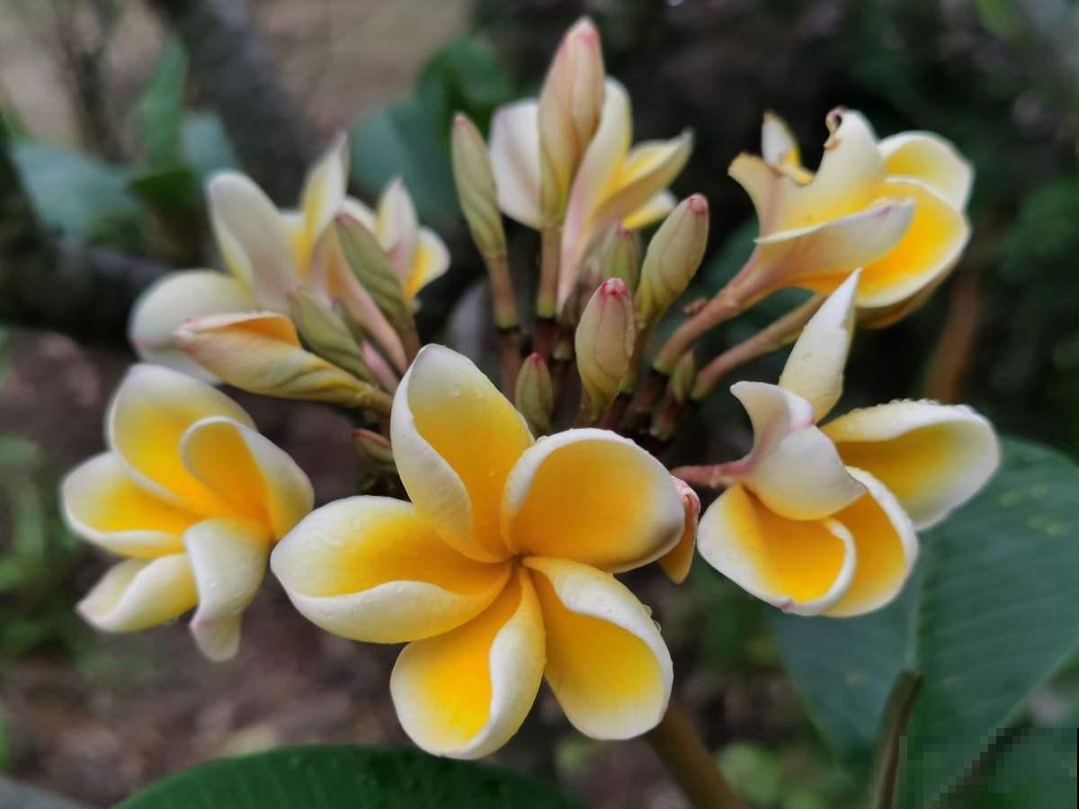 1种花，开起来像熟鸡蛋，忍不住想咬下去