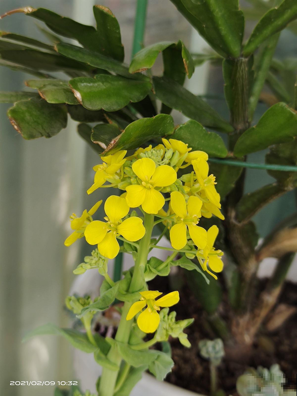 蔬菜头砍了别丢,好好养护,10天就能看到开花 蔬菜头砍了别丢,好好养护,10天就能看到开花