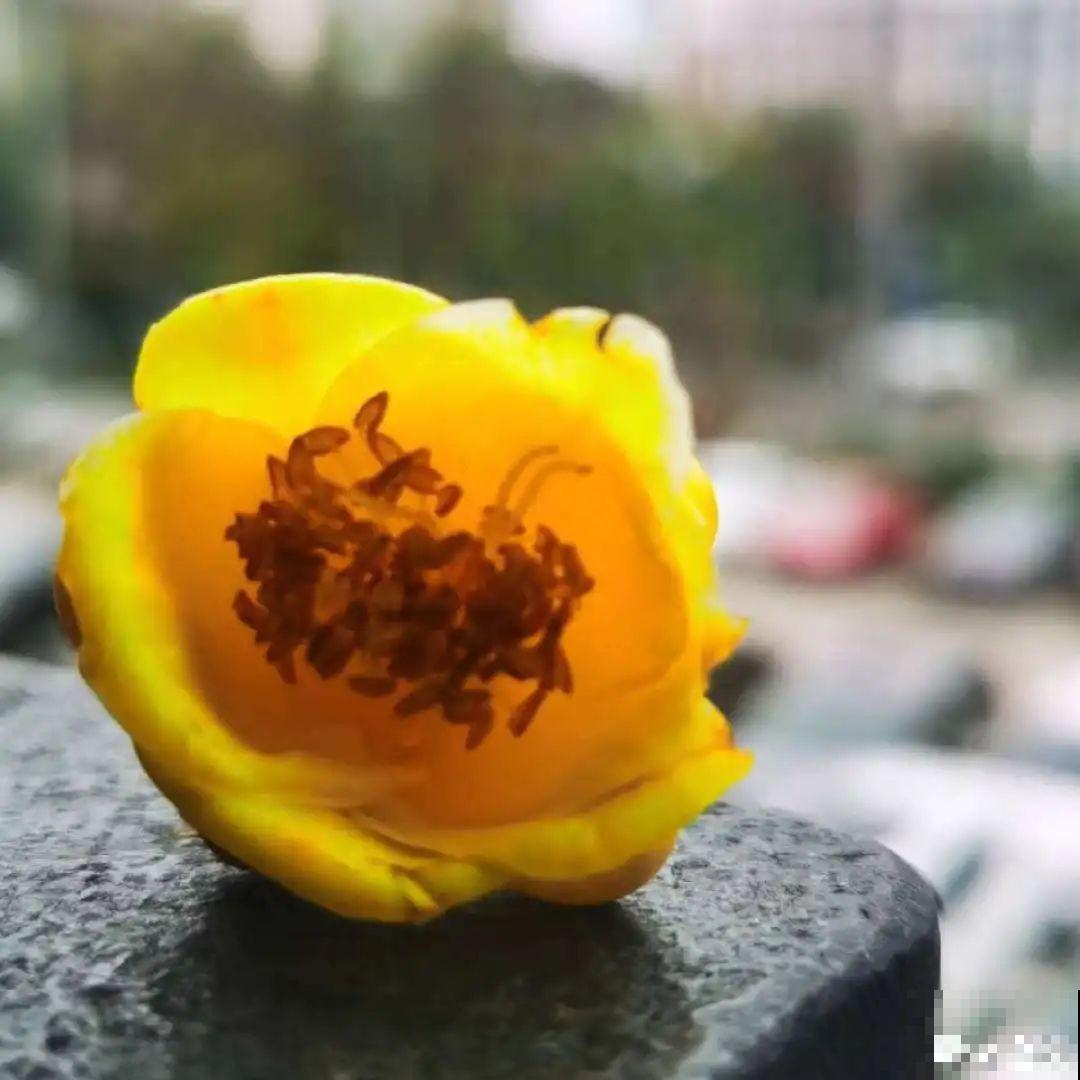 冬天常见的茶花，6个“毛病”经常犯，真难养