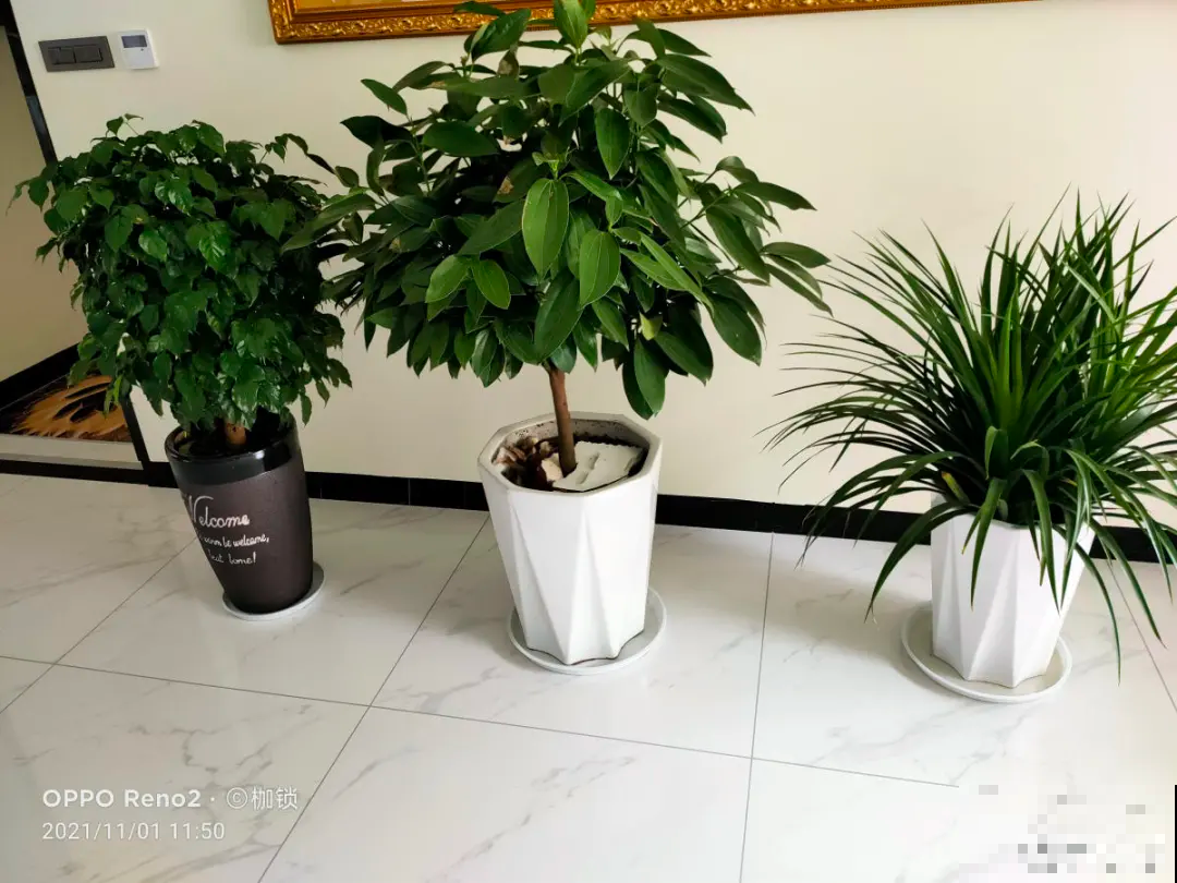 冬天养花注重养根,6个养根方法,学会很重要 冬天养花注重养根,6个养根方法,学会很重要