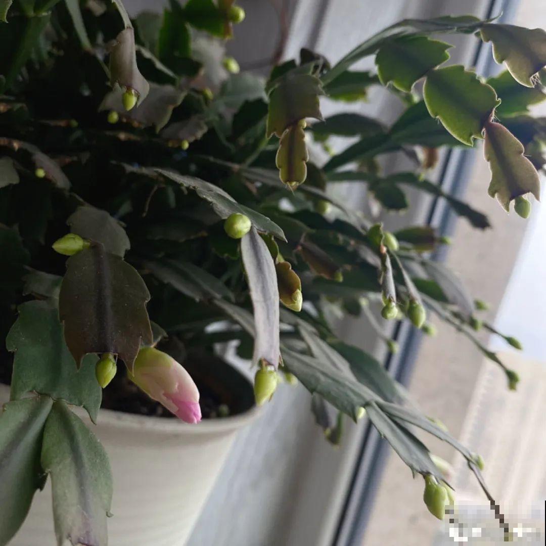 蟹爪兰软趴趴、掉花苞？它有“5怕”，避开后，叶片硬如铁！