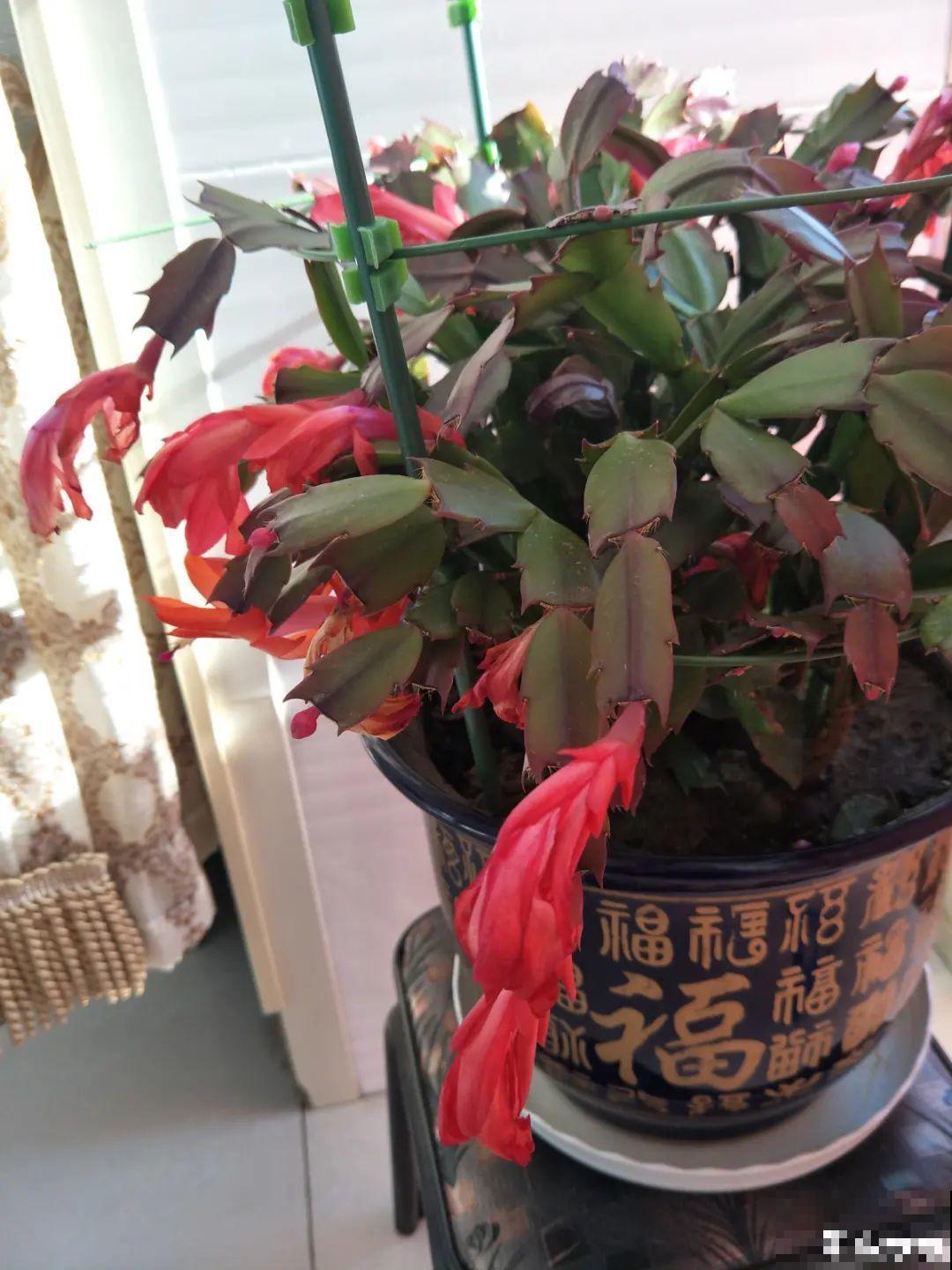 9种花特怕冷,现在赶紧套个袋,保暖很重要 9种花特怕冷,现在赶紧套个袋,保暖很重要