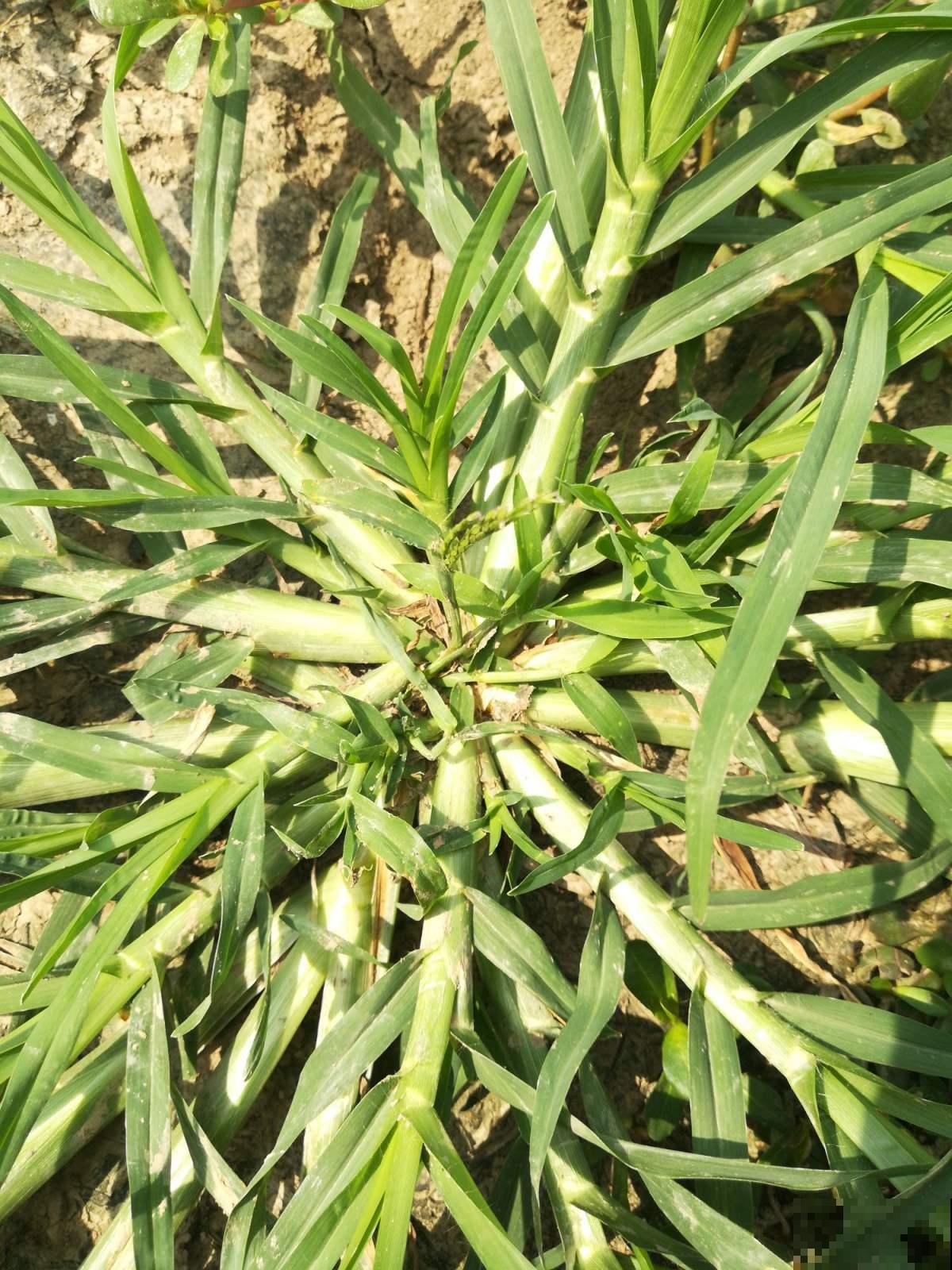 农村常见的1种野草，如今城里排队上山挖，浑身都是宝鲜有人知