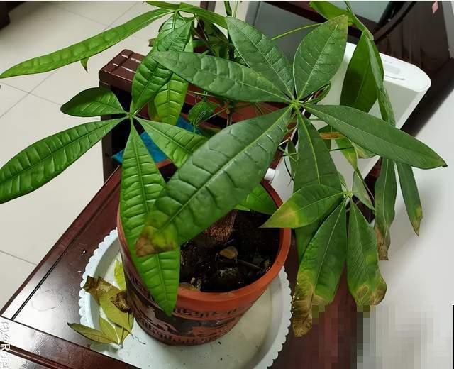 10种花，小盆“挤着养”，不烂根，植株旺，花苞突突冒