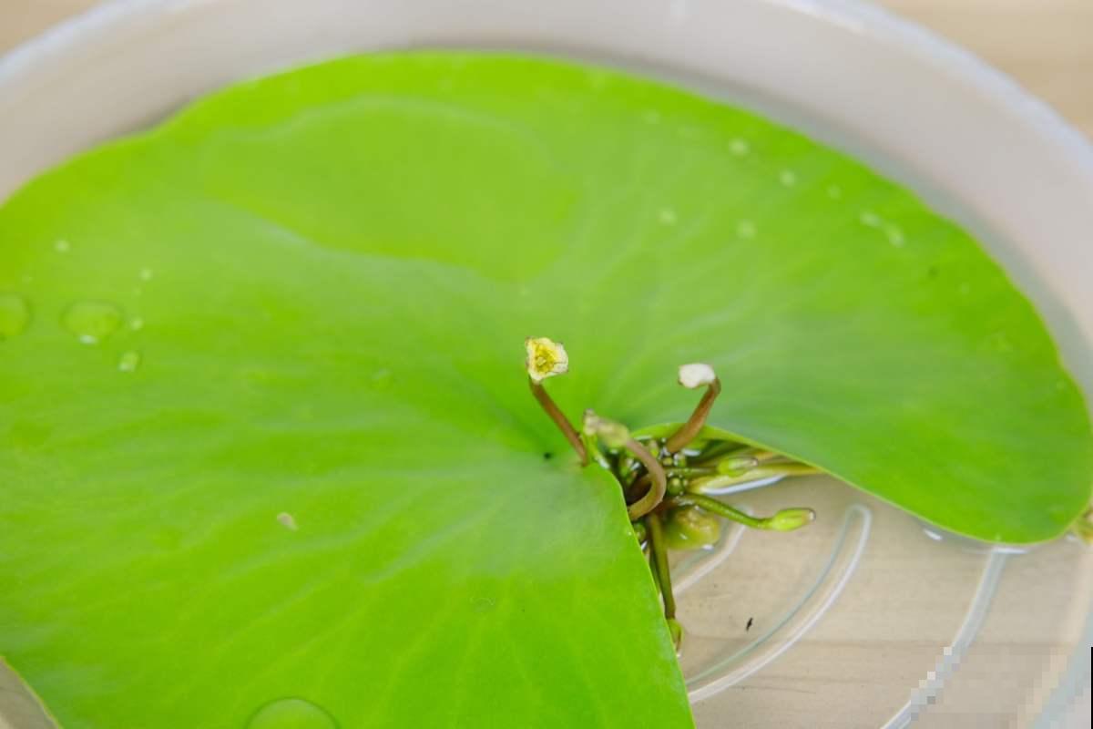 1种花放水里就能活，却不适合有孩子的家养，很可能变“水帘洞”