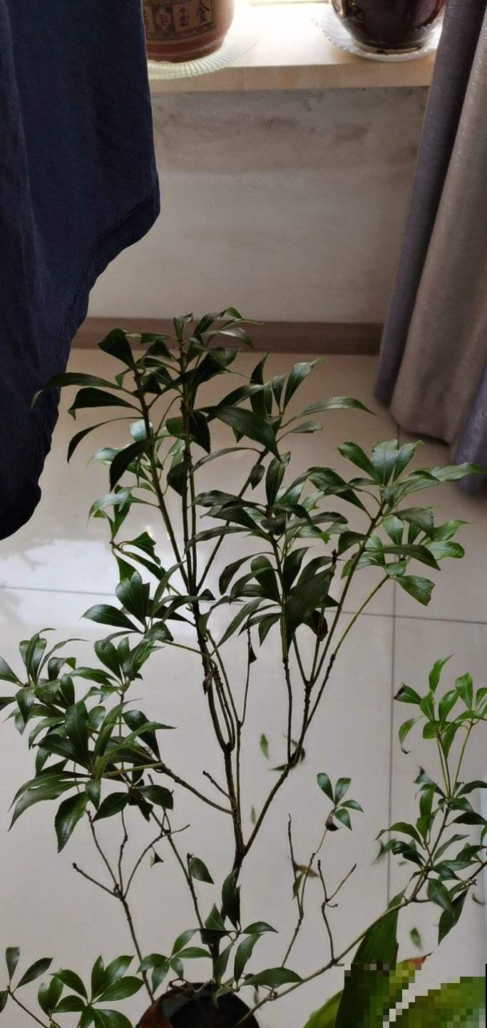 室内软装新宠马醉木,养一棵在家,百搭有气质 室内软装新宠马醉木,养一棵在家,百搭有气质