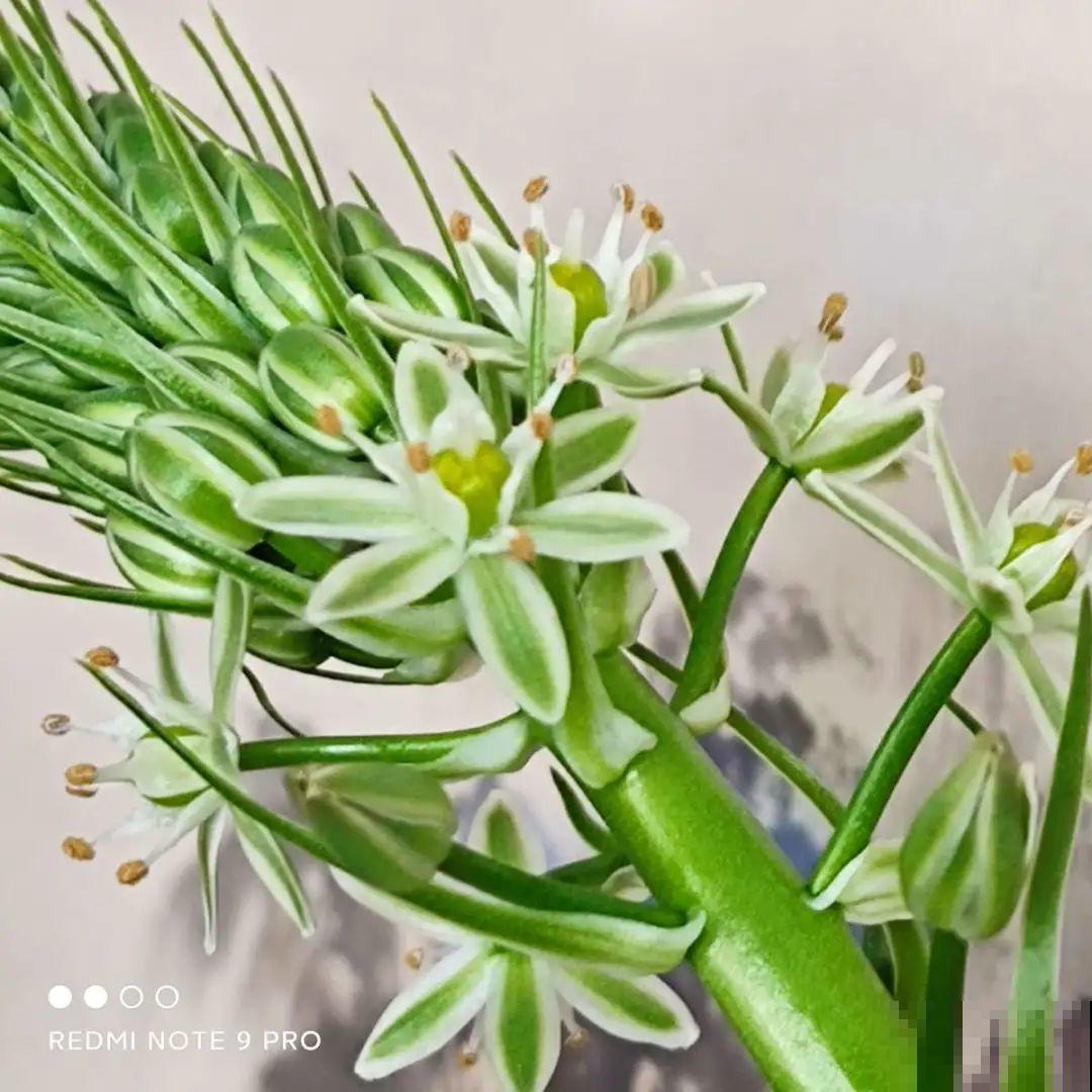 7种花养在家,可爱又个性,开花像小动物 7种花养在家,可爱又个性,开花像小动物