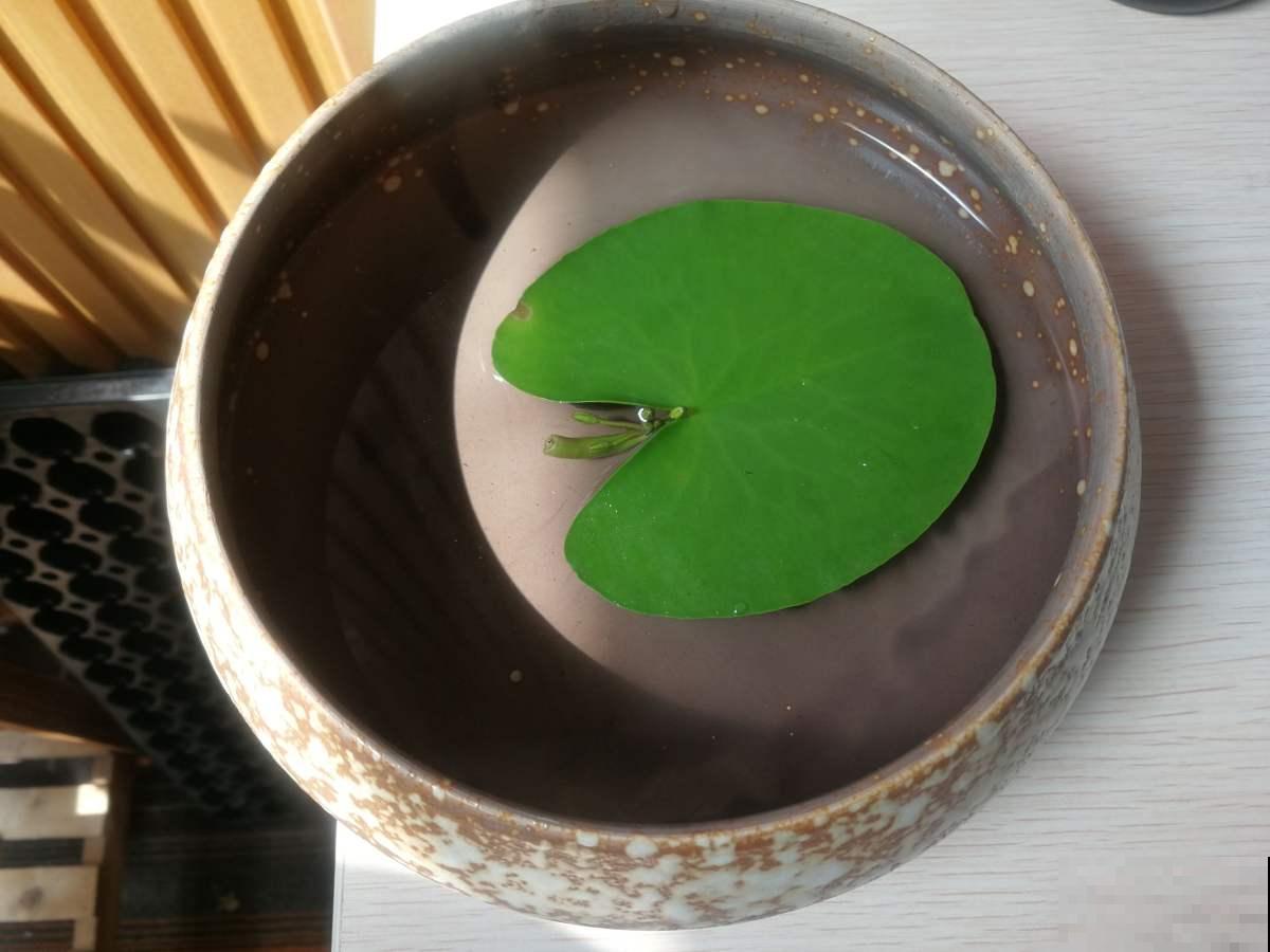 1种花放水里就能活，却不适合有孩子的家养，很可能变“水帘洞”